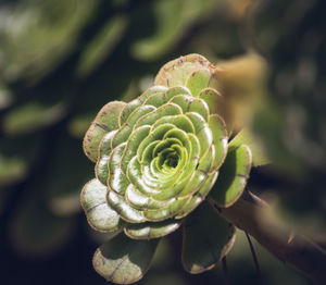 Close-up of fern