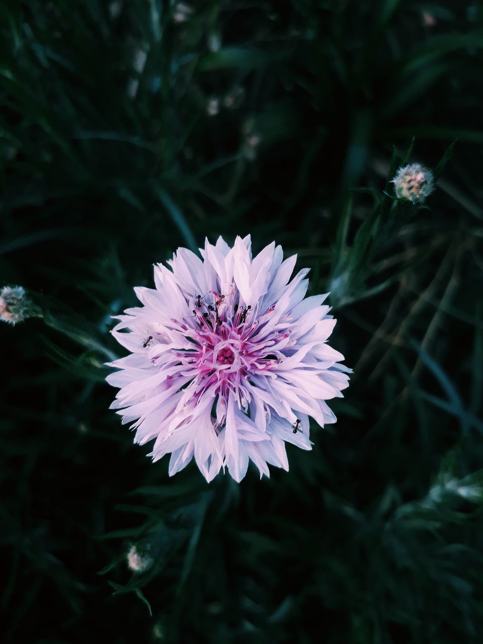 flowering plant, plant, flower, beauty in nature, fragility, freshness, vulnerability, growth, flower head, close-up, petal, inflorescence, nature, focus on foreground, no people, day, outdoors, white color, land, purple