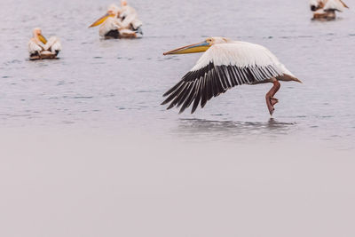 Birds flying over lake