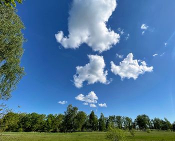 Trees on field against sky