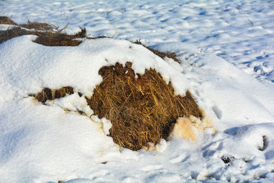 High angle view of animal on snow covered land