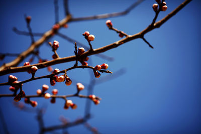 Close-up of berries on tree against clear sky