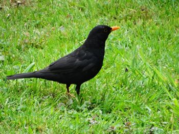 Black bird perching on field