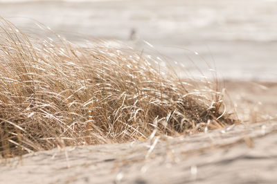 Close-up of dry grass on a swedish beach