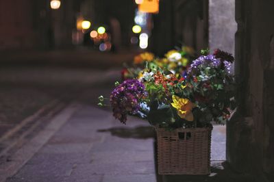 Close-up of flowering plant on footpath by street