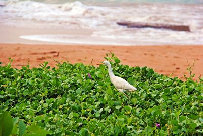 Close-up of bird on plant at beach