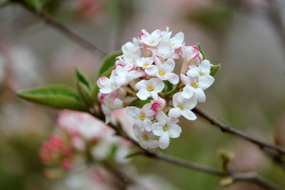 Close-up of pink cherry blossoms