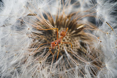 Close-up of insect on dandelion