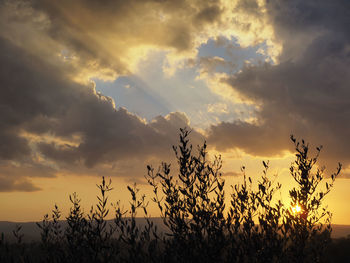 Silhouette plants against dramatic sky during sunset