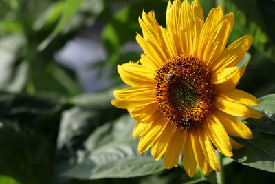 Close-up of honey bee on sunflower