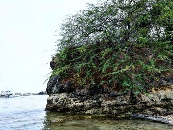 Tree by sea against clear sky