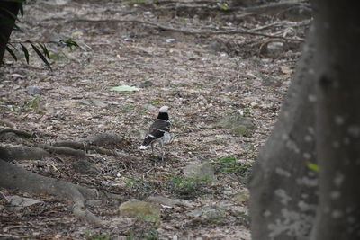 Bird perching on ground