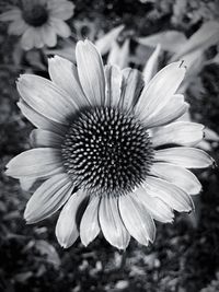 Close-up of coneflower blooming outdoors