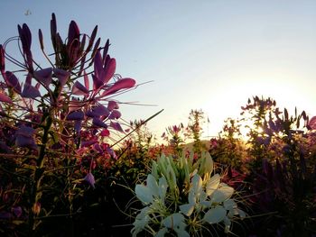 Low angle view of flowers