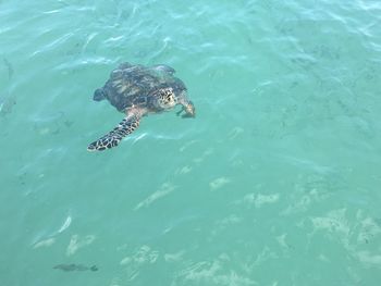 High angle view of turtle in sea