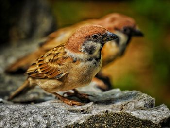 Close-up of bird perching on rock