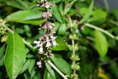 Close-up of purple flowering plant