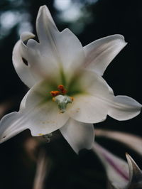 Close-up of white day lily blooming outdoors