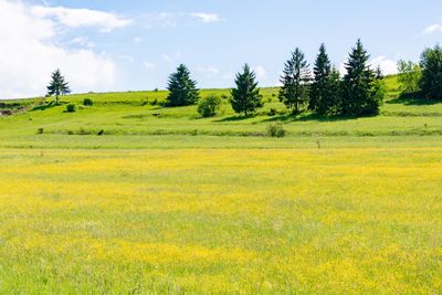Scenic view of field against sky