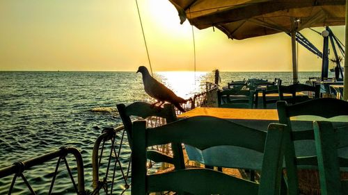 Close-up of bird perching on table by sea against sky during sunset