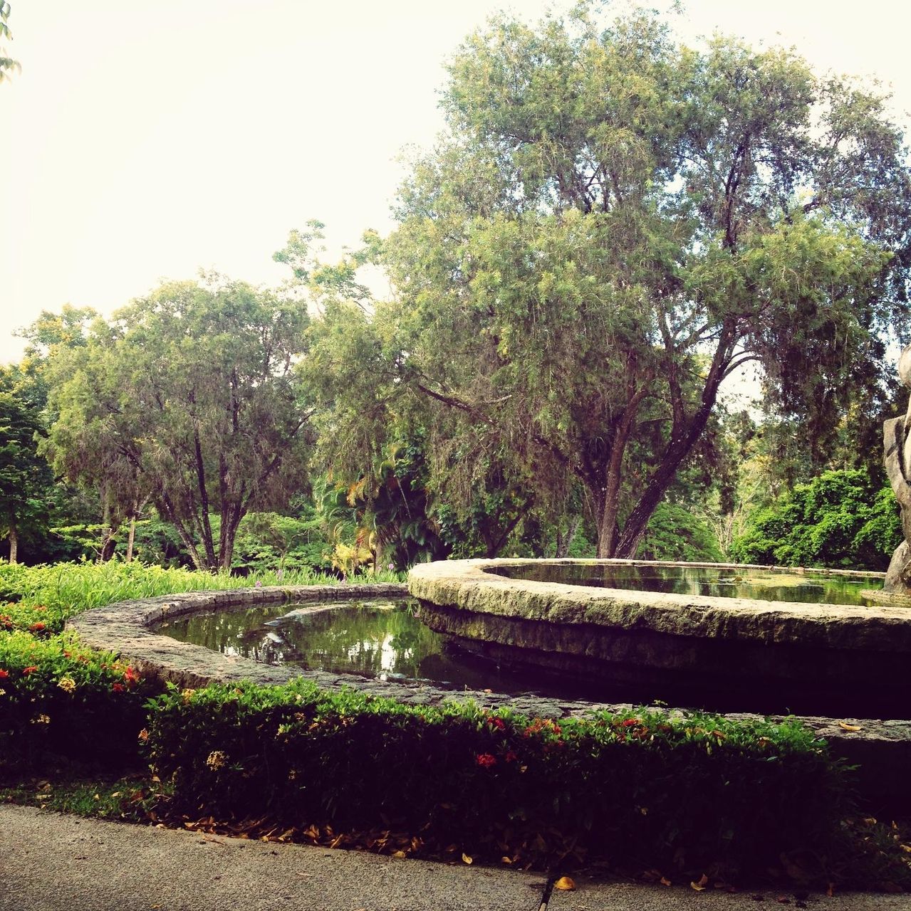 tree, growth, railing, green color, bridge - man made structure, plant, tranquility, nature, connection, beauty in nature, park - man made space, water, tranquil scene, clear sky, lush foliage, branch, footbridge, day, formal garden, scenics