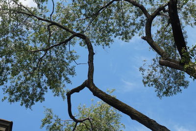 Low angle view of tree against sky