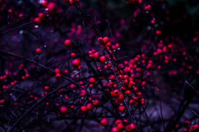 Close-up of red berries