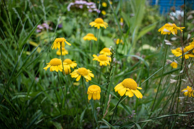 Close-up of yellow crocus flowers blooming on field