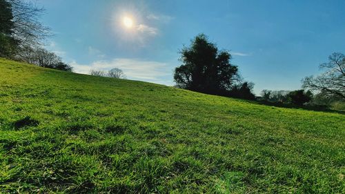 Scenic view of grassy field against sky