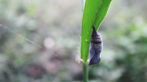 Close-up of insect on plant