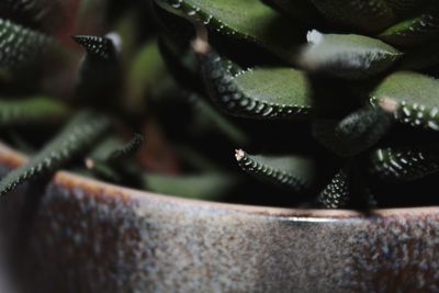 Close-up of cactus