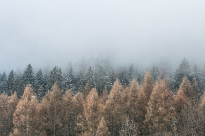 Trees in foggy weather