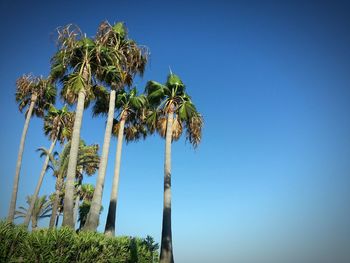 Low angle view of palm trees against blue sky