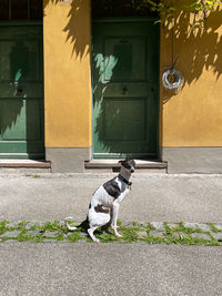 Dog standing on footpath by building