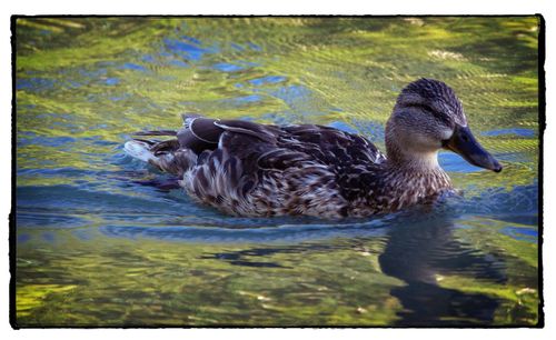 Close-up of mallard duck swimming on lake