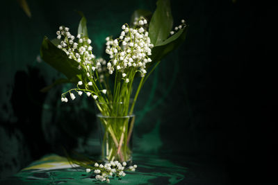 Close-up of white flower plant on table