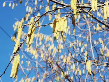 Low angle view of flowering plants against clear blue sky