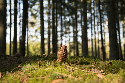 Surface level of trees in forest