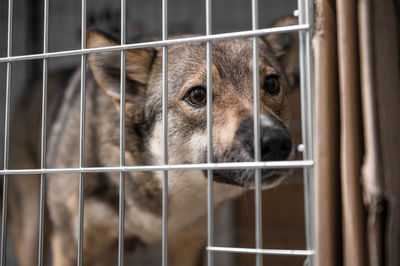 animal shelter