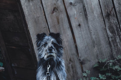 Portrait of dog