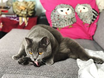 Portrait of cat lying on bed at home