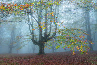 Trees in forest during autumn