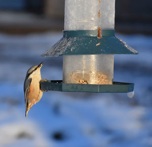 Close-up of bird feeder