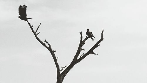 Silhouette of bird perching on bare tree