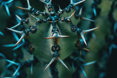 Close-up of berries growing on tree