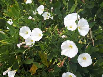 High angle view of white flowering plants