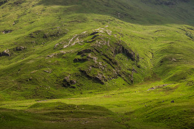 High angle view of grassy field