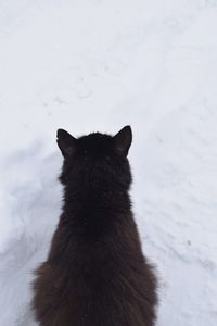 Black cat in snow