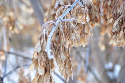 Close-up of dry plant during winter