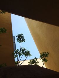 Low angle view of palm tree against sky